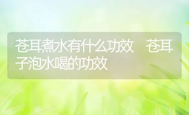 苍耳煮水有什么功效 苍耳子泡水喝的功效 | 养殖资料投稿