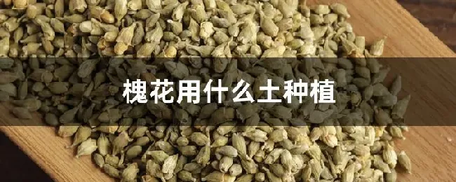 槐花用什么土种植