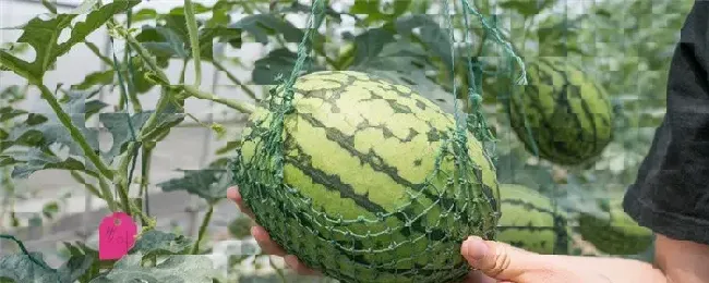 西瓜叶枯病害怎么治