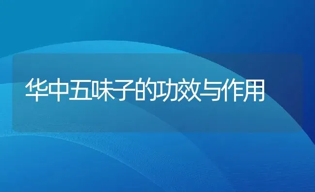 华中五味子的功效与作用 | 养殖资料投稿