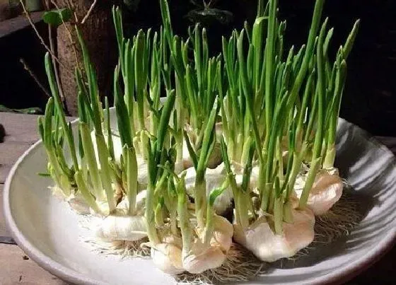 种菜|盆栽适合种什么菜