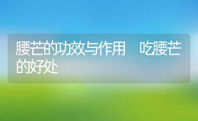 腰芒的功效与作用 吃腰芒的好处 | 养殖资料投稿