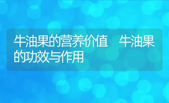 牛油果的营养价值 牛油果的功效与作用 | 养殖资料投稿