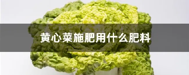 黄心菜施肥用什么肥料