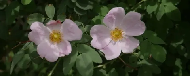 美蔷薇是落叶还是常绿植物？