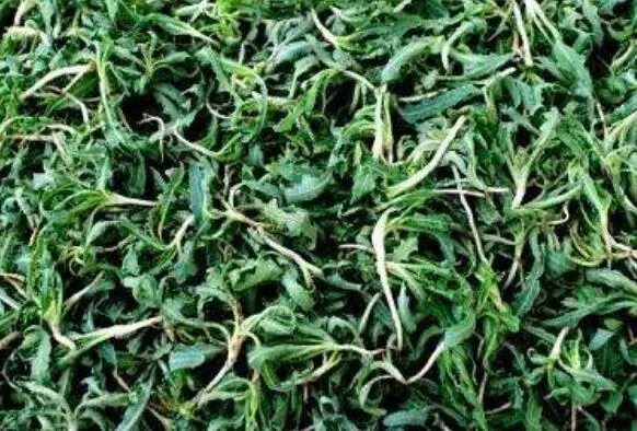 炒苦菜茶的功效与作用