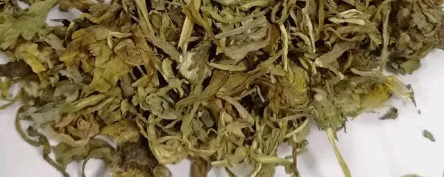 蒲公英怎么种植方法