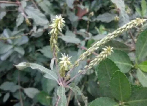 中药材|沙质土壤适合种植什么药材 适合沙土地种植的药材