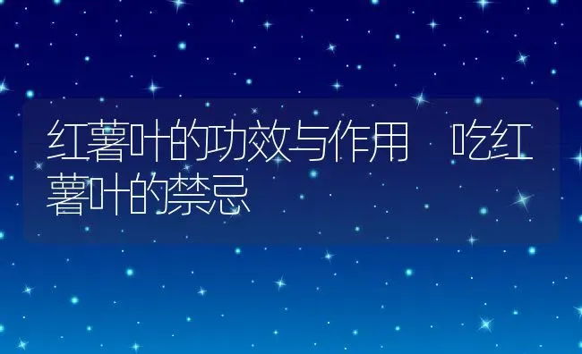 红薯叶的功效与作用 吃红薯叶的禁忌 | 养殖资料投稿