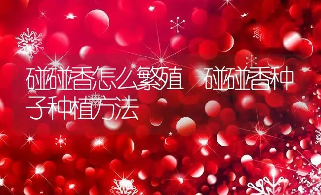 碰碰香怎么繁殖 碰碰香种子种植方法 | 养殖资料投稿