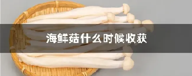 海鲜菇什么时候收获