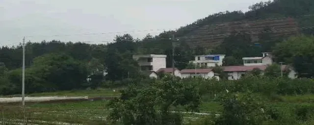 鹅养多久会下蛋