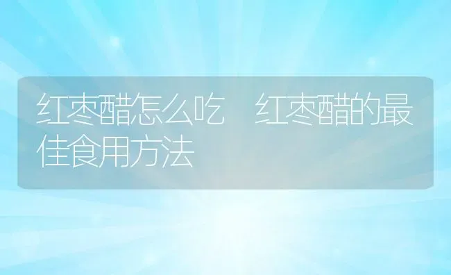 红枣醋怎么吃 红枣醋的最佳食用方法 | 养殖资料投稿