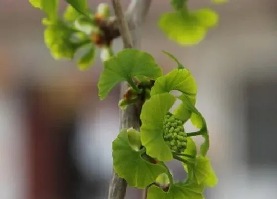 种植前景|银杏种植条件和区域