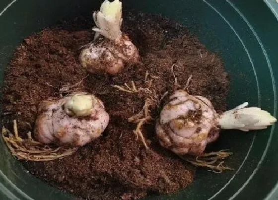 种植前景|百合什么时候收获 几月份收获合适