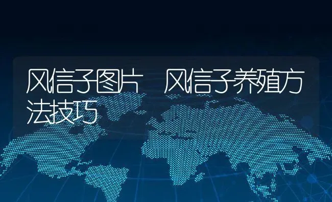 风信子图片 风信子养殖方法技巧 | 养殖资料投稿