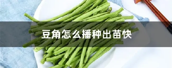 豆角怎么播种出苗快