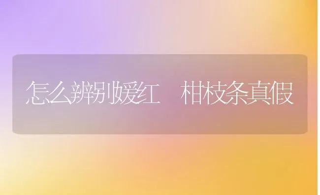 怎么辨别媛红椪柑枝条真假 | 养殖资讯
