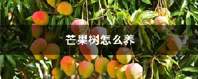 芒果树怎么养