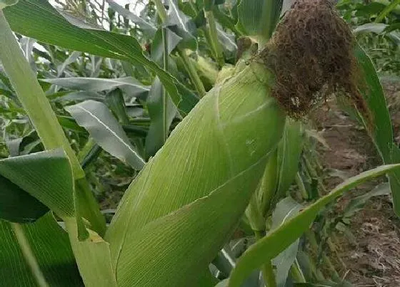 农作物|适合旱地种植的经济作物 干旱地区种植的农作物