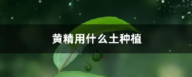 黄精用什么土种植