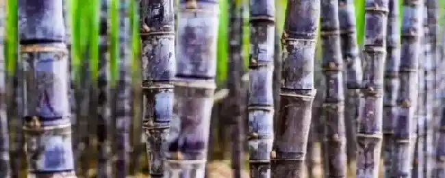 甘蔗钻心虫用什么农药比较特效附防治的最佳时间