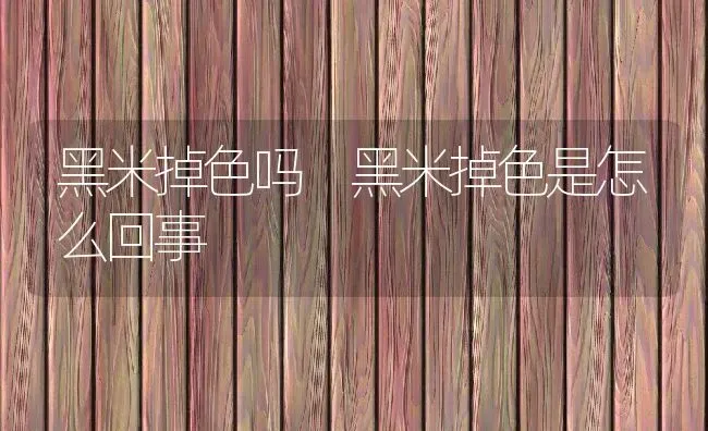 黑米掉色吗 黑米掉色是怎么回事 | 养殖资讯