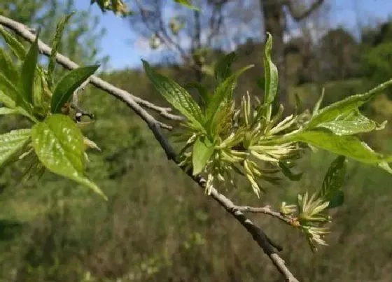 种植前景|杜仲种植条件 什么地方可以种