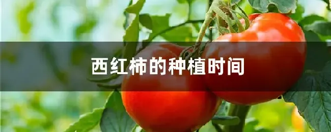 西红柿的种植时间