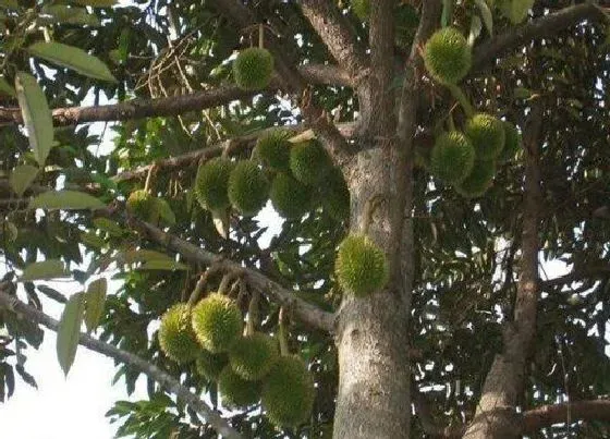 种植前景|榴莲树种植条件 适合在什么地方种植