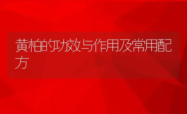 黄柏的功效与作用及常用配方 | 养殖资料投稿