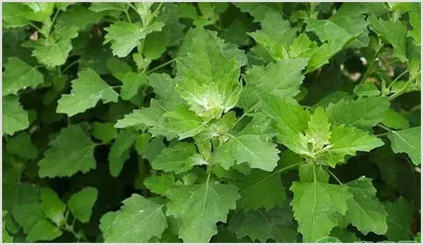 山野菜的市场前景怎么样？种植能赚钱吗 | 养殖项目前景