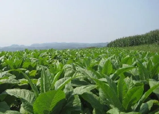 种植前景|烟叶种植条件 适宜的生长条件
