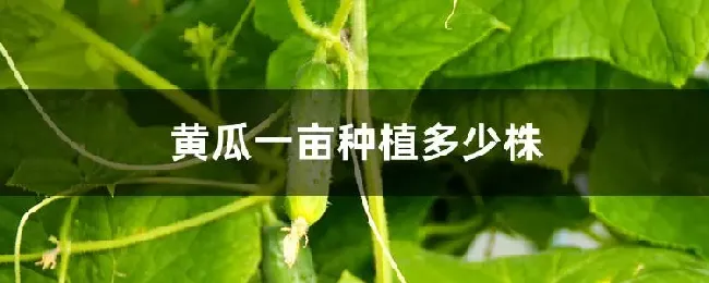 黄瓜一亩种植多少株