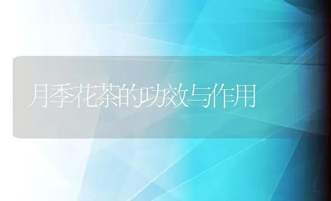 月季花茶的功效与作用 | 养殖资料投稿