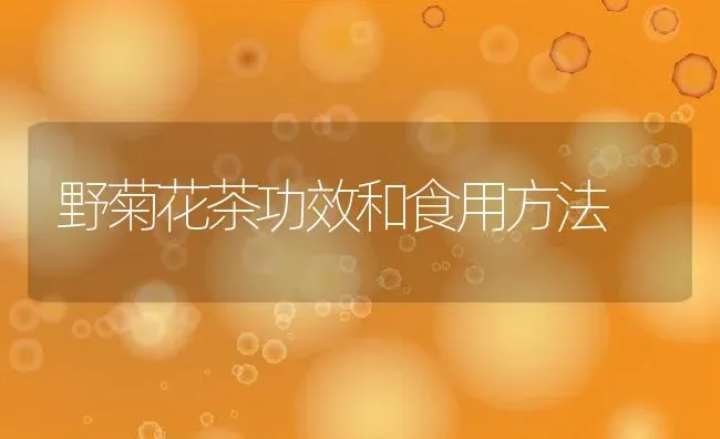 野菊花茶功效和食用方法 | 养殖资料投稿