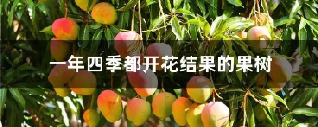 一年四季都开花结果的果树