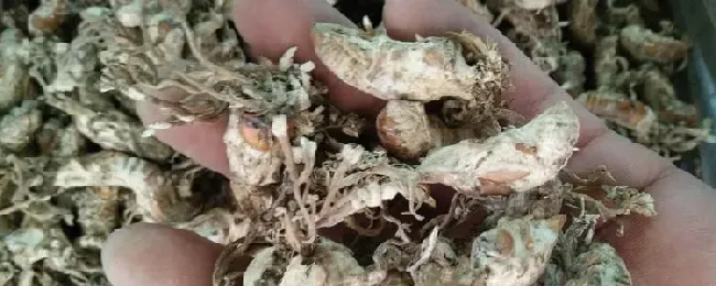 蝉花怎么吃？