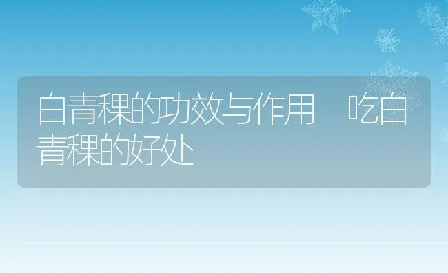 白青稞的功效与作用 吃白青稞的好处 | 养殖资讯