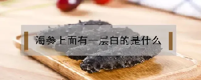 海参上面有一层白的是什么