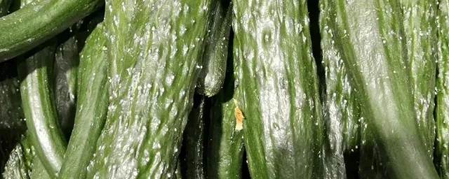大棚越冬黄瓜栽培方法