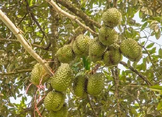 种植前景|榴莲树种植条件 适合在什么地方种植