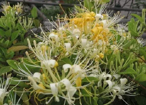 种植前景|种植金银花一亩的成本和利润