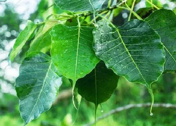 树木|寺院适合种什么树