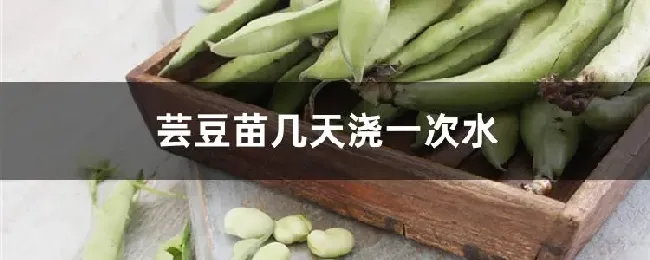 芸豆苗几天浇一次水