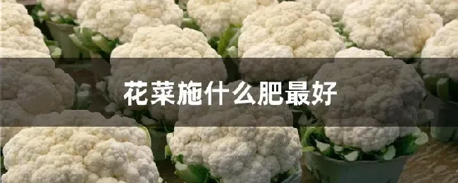 花菜施什么肥最好