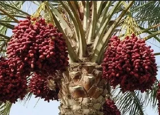 种植前景|椰枣种植条件 生长需要的气候条件