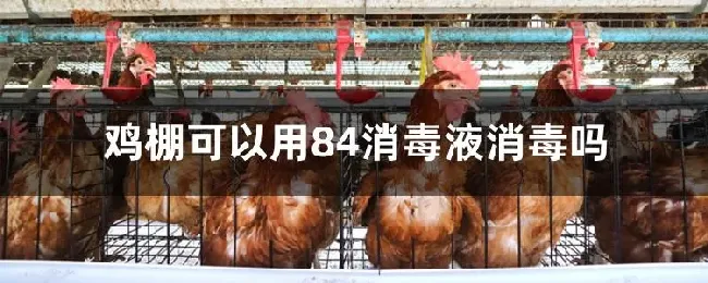 鸡棚可以用84消毒液消毒吗