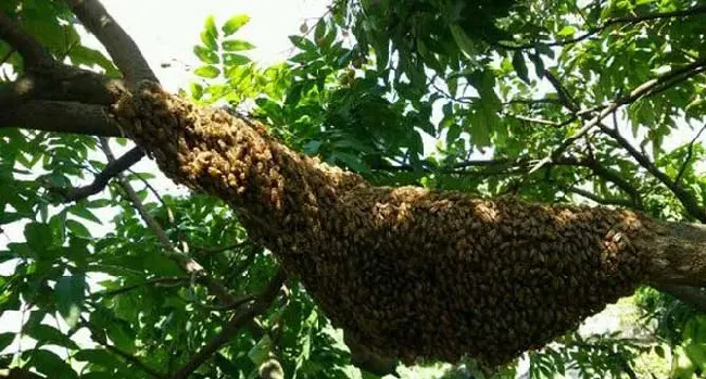 蜜蜂多在春季自然分蜂