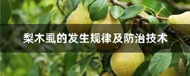 梨木虱的发生规律及防治技术
